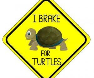 I Brake for Turtles!