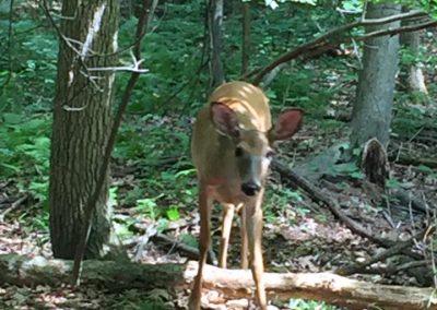 Deer spotted on the property