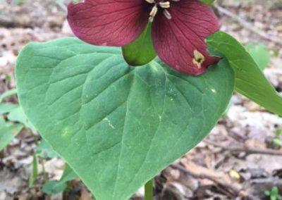 2017 woodland wildflowers and plants blooming at Wedgewood.