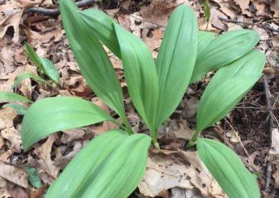 2017 woodland wildflowers and plants blooming at Wedgewood.