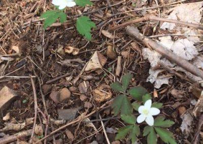 2017 woodland wildflowers and plants blooming at Wedgewood.