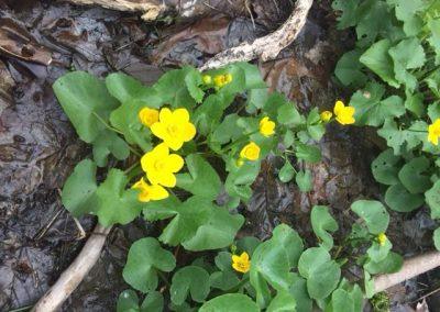 2017 woodland wildflowers and plants blooming at Wedgewood.