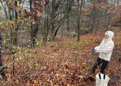 Saige clearing out the cut branches