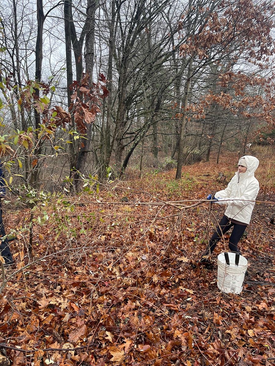 Saige clearing out the cut branches