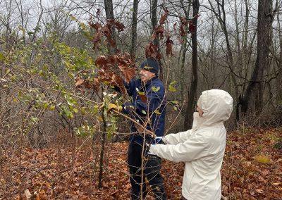 Land Trust member John cutting invasives while Saige removes the cut branches