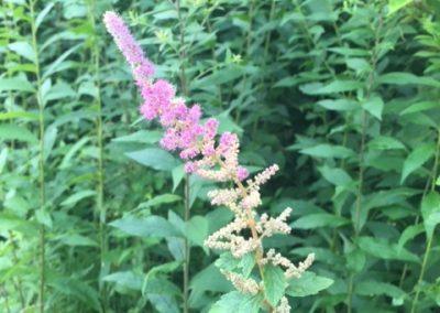 Steeple bush