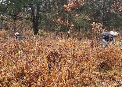 Land Trust members pulling invasives