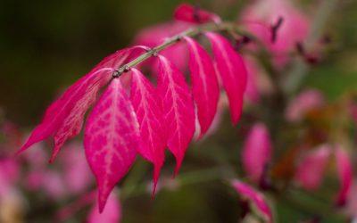 Recognizing Burning Bush