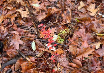 Japanese barberry (invasive to the US)